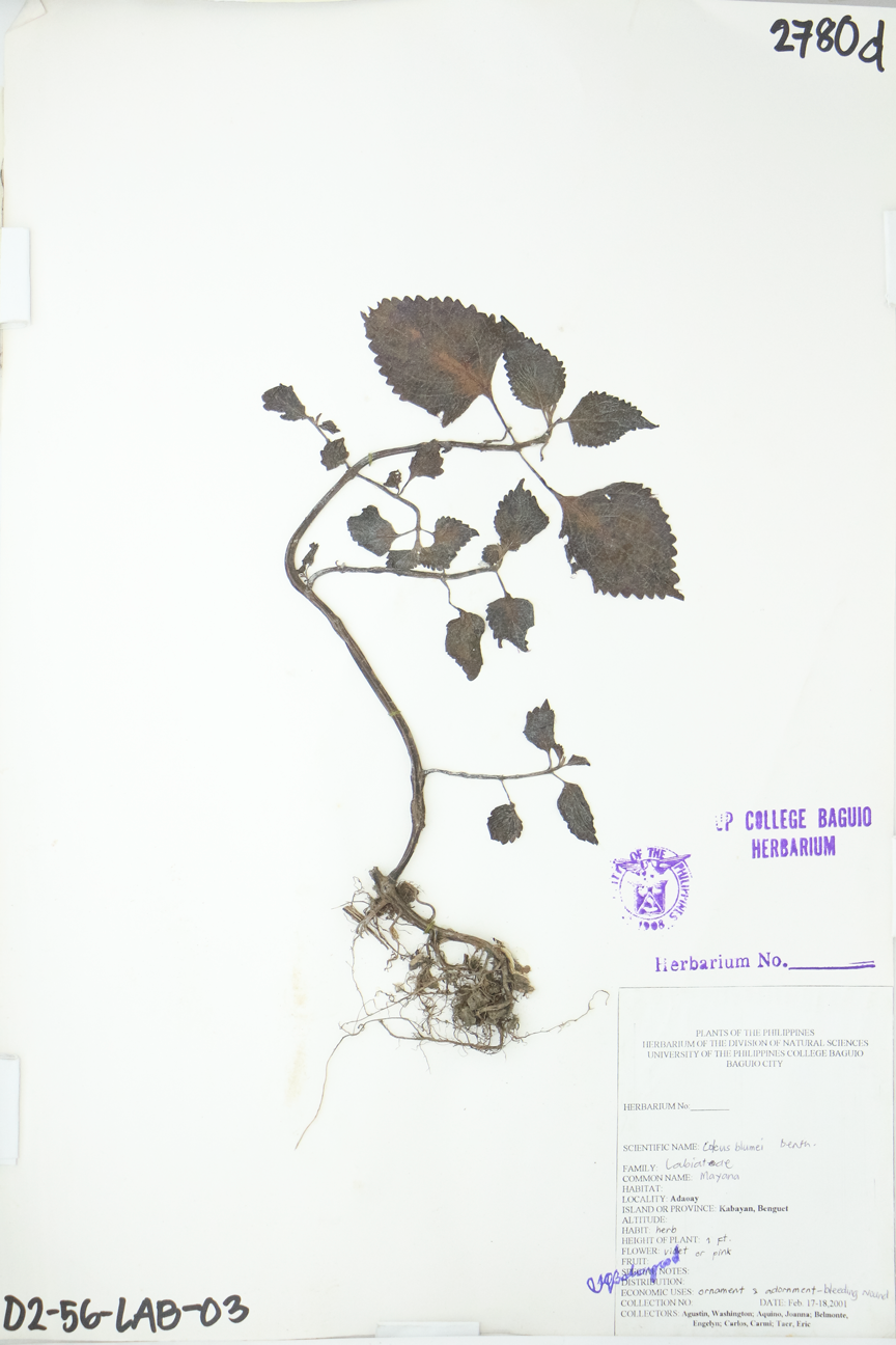 Image of Lamiaceae Plectranthus scutellarioides