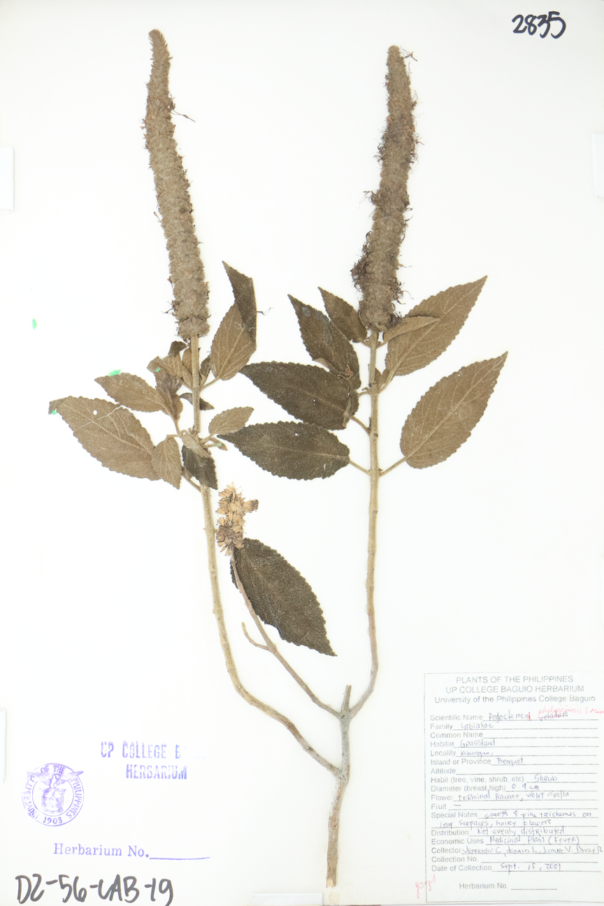 Image of Lamiaceae Pogostemon philippinensis