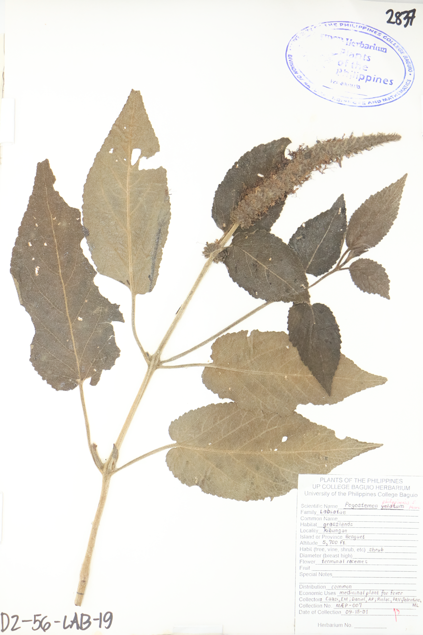 Image of Lamiaceae Pogostemon philippinensis