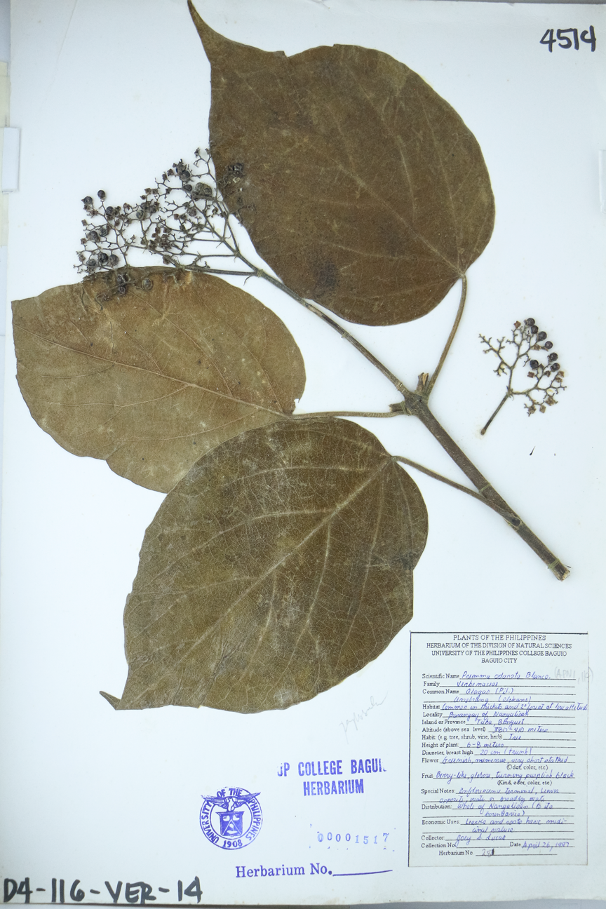 Image of Lamiaceae Premna odorata