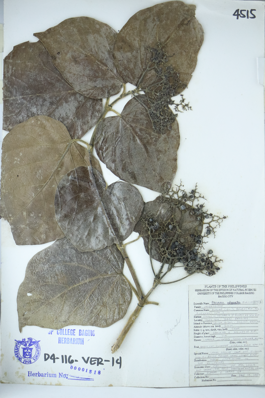 Image of Lamiaceae Premna odorata