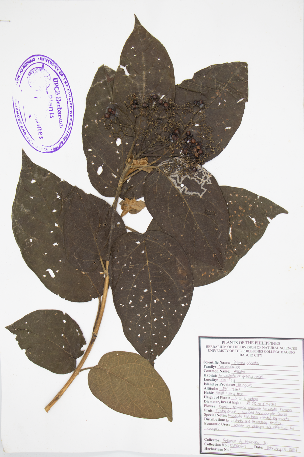 Image of Lamiaceae Premna odorata