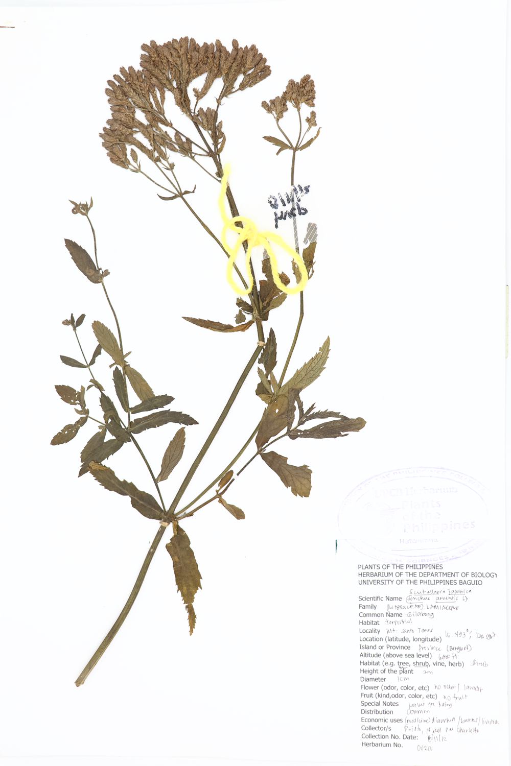 Image of Lamiaceae Scutellaria javanica