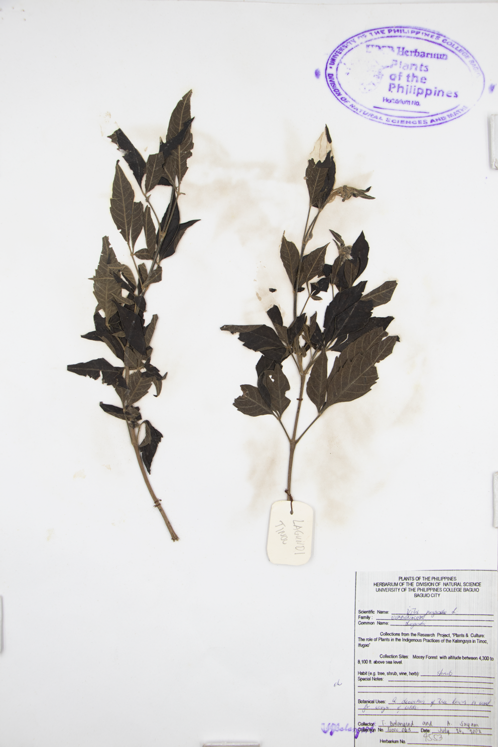 Image of Lamiaceae Vitex negundo