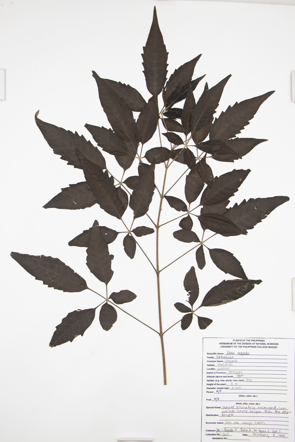 Image of Lamiaceae Vitex negundo