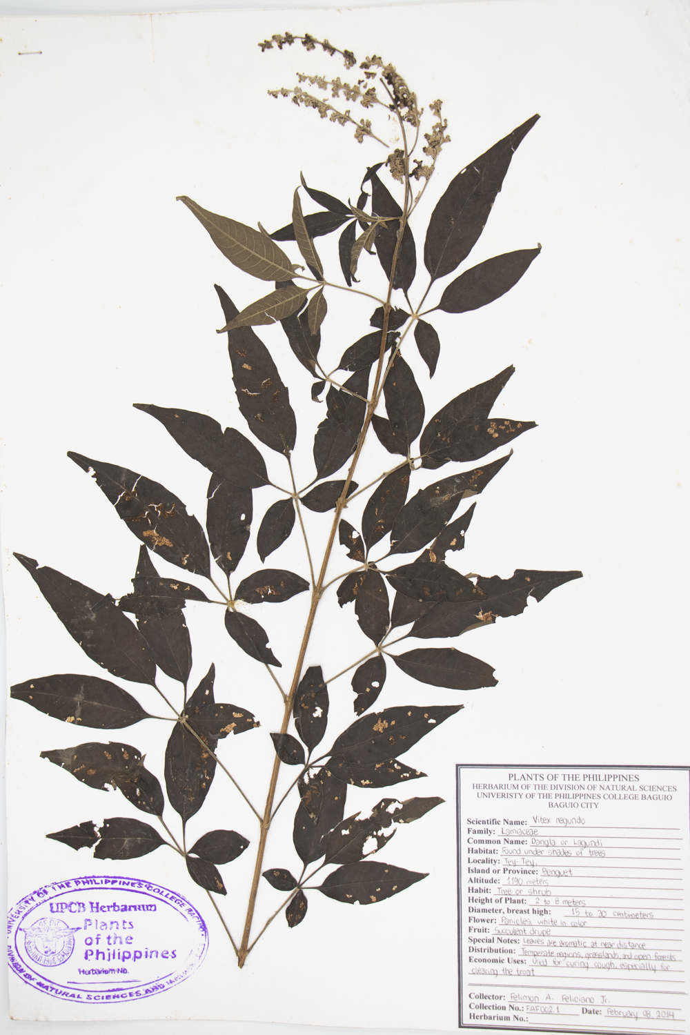 Image of Lamiaceae Vitex negundo