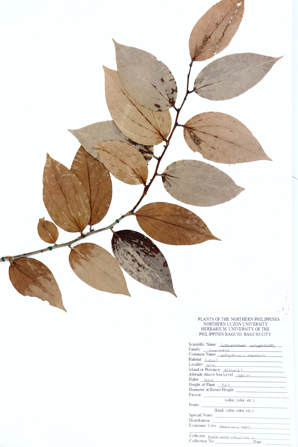 Image of Lauraceae Cinnamomum osmophloeum