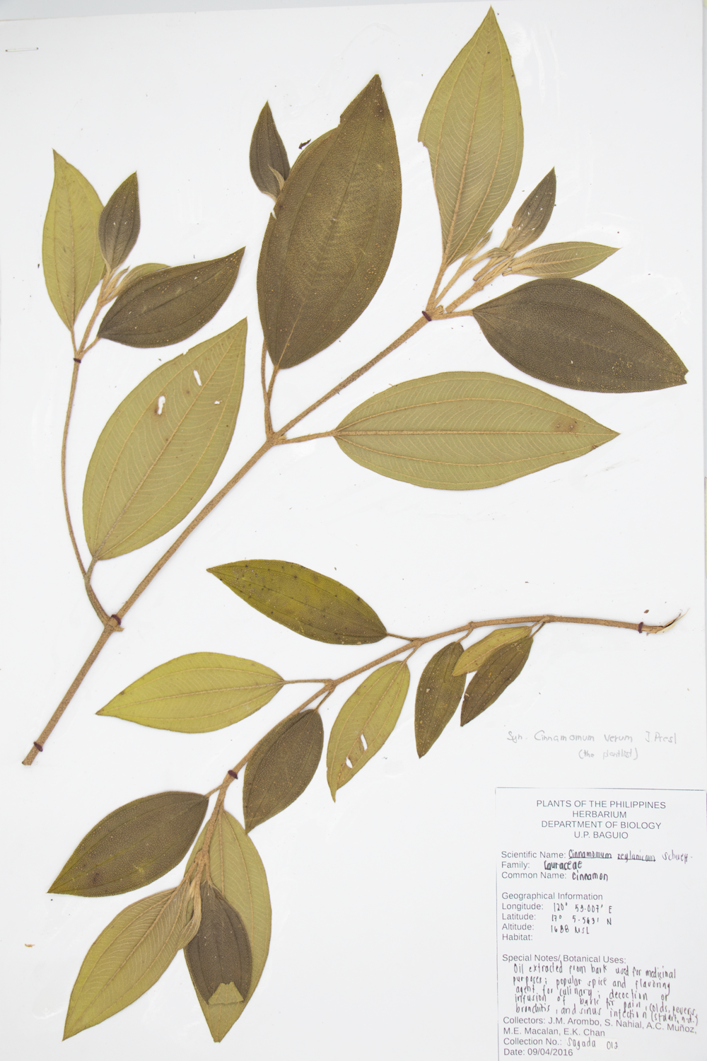 Image of Lauraceae Cinnamomum verum