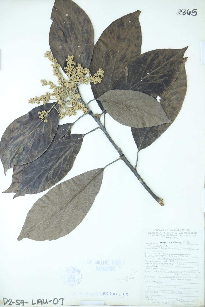 Image of Lauraceae Persea americana