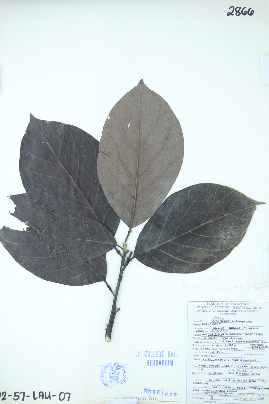 Image of Lauraceae Persea americana