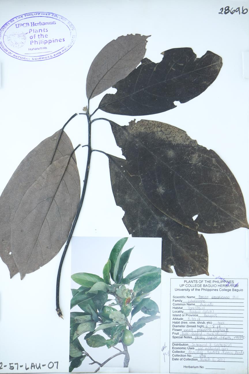 Image of Lauraceae Persea americana