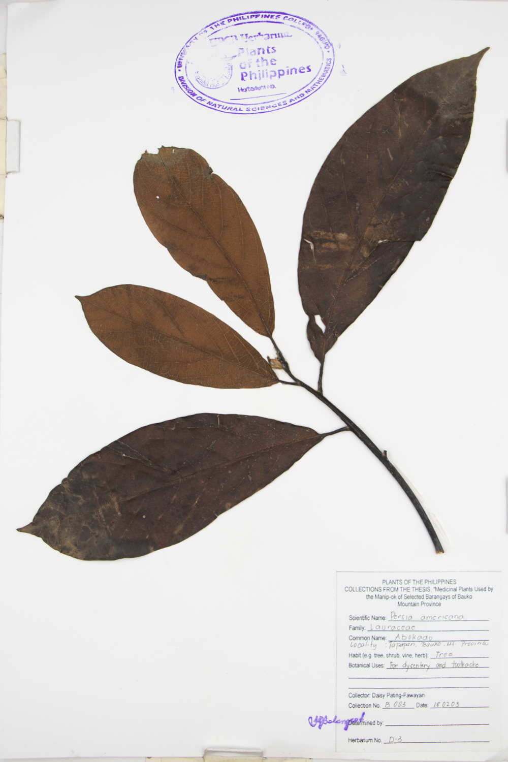 Image of Lauraceae Persea americana