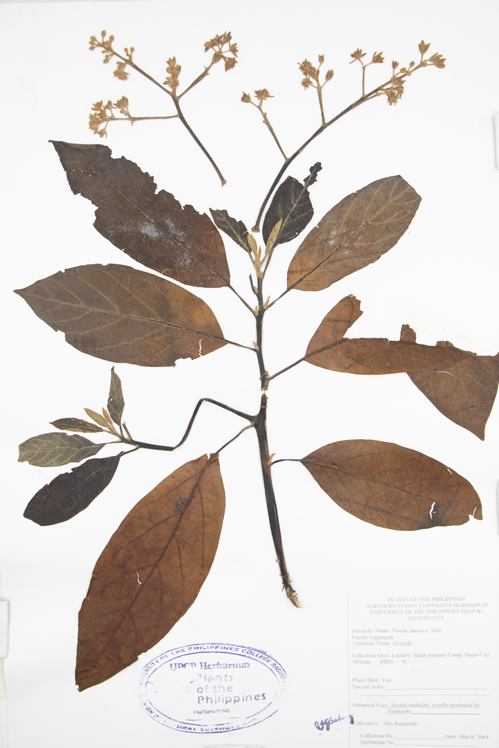 Image of Lauraceae Persea americana