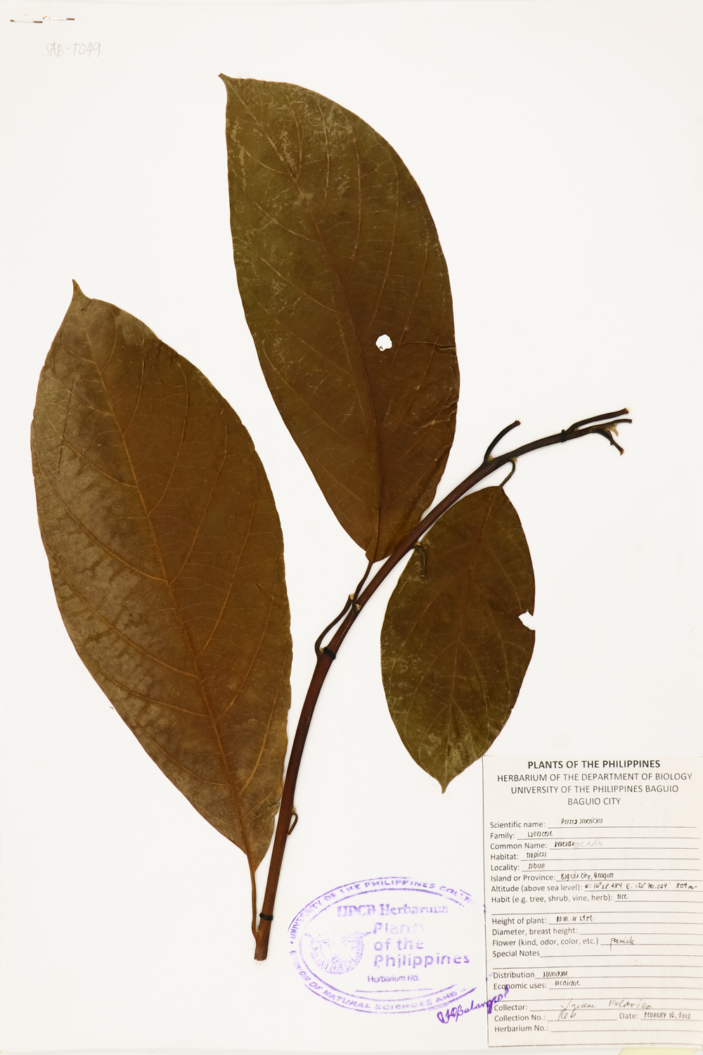 Image of Lauraceae Persea americana