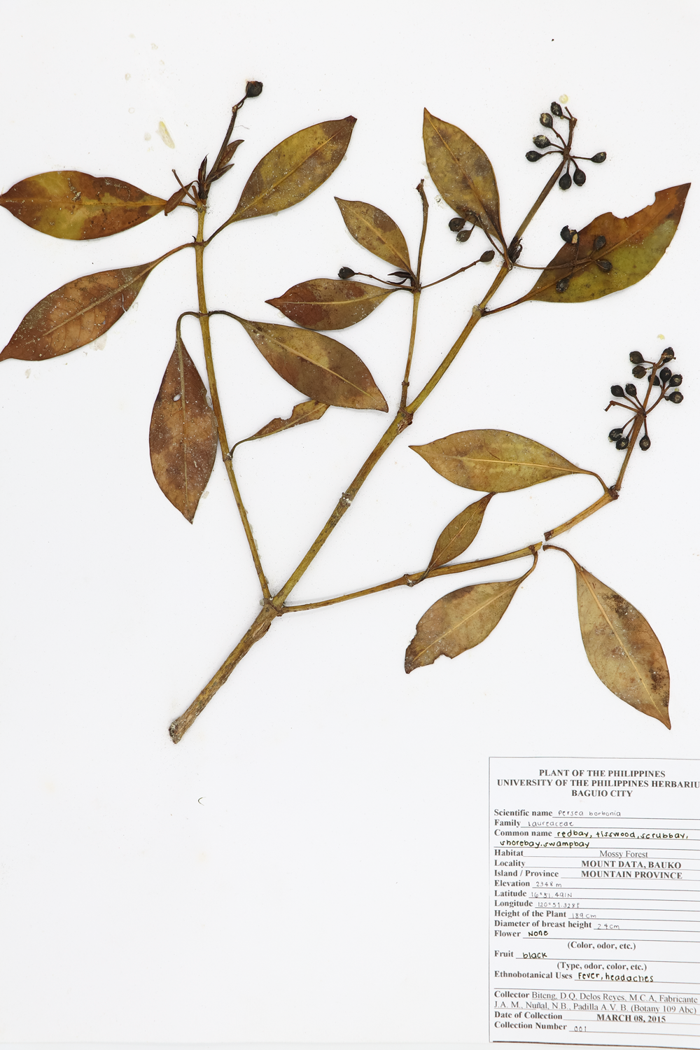 Image of Lauraceae Persea borbonia