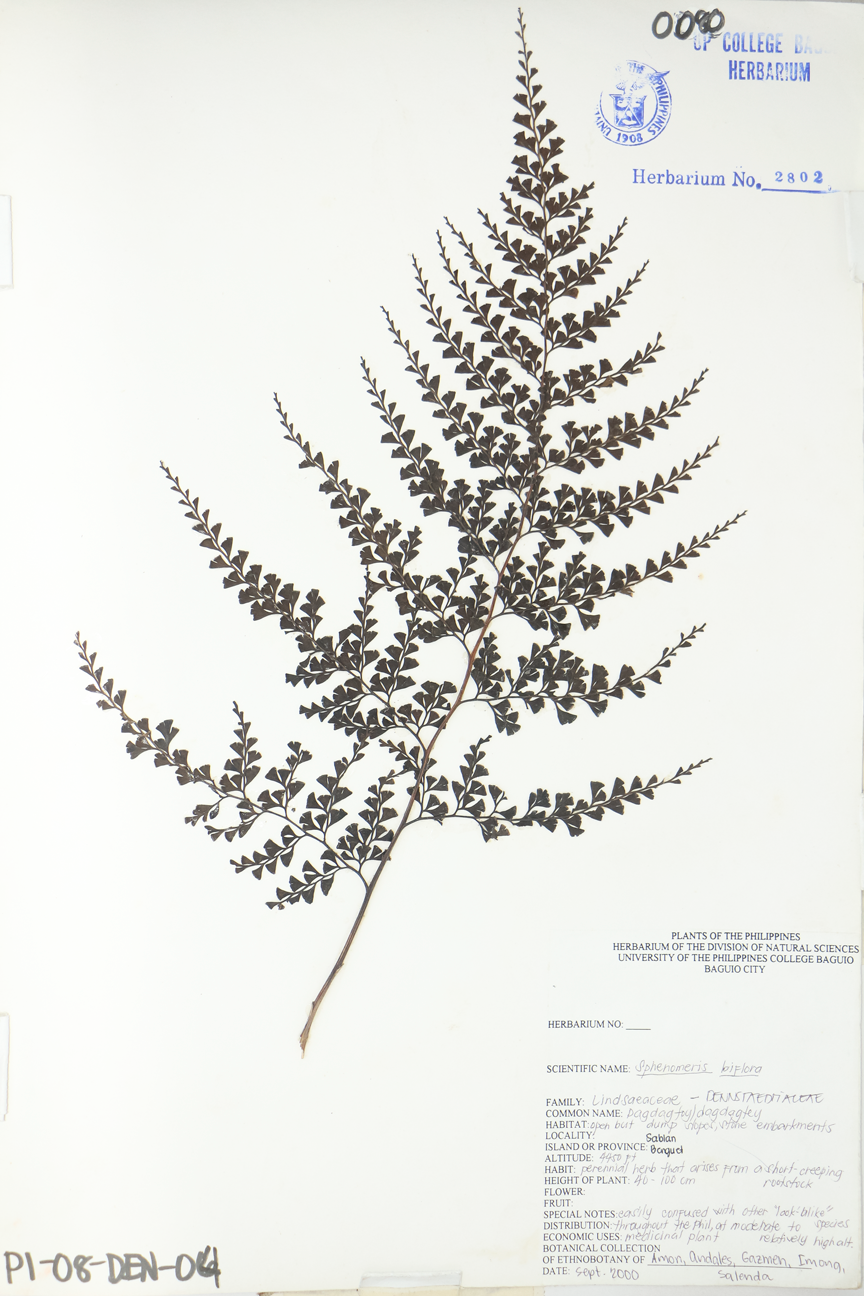 Image of Lindsaeaceae Odontosoria biflora