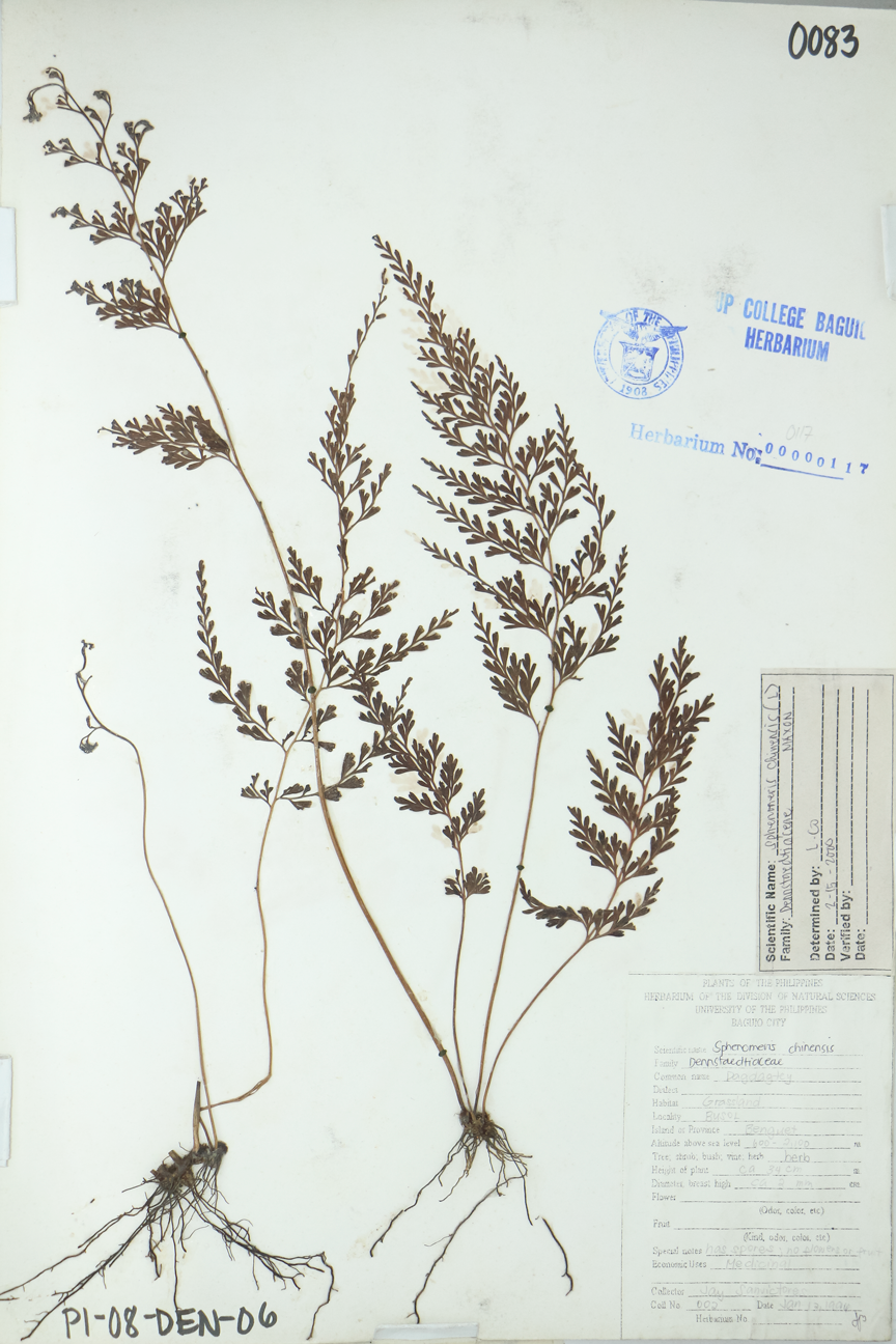 Image of Lindsaeaceae Odontosoria chinensis