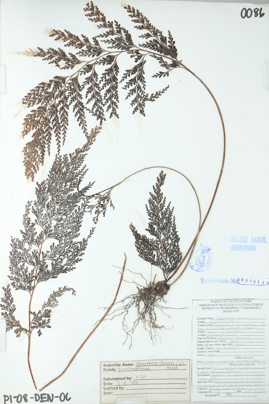 Image of Lindsaeaceae Odontosoria chinensis