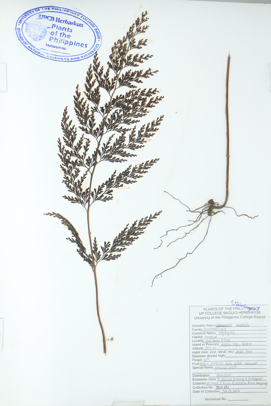 Image of Lindsaeaceae Odontosoria chinensis