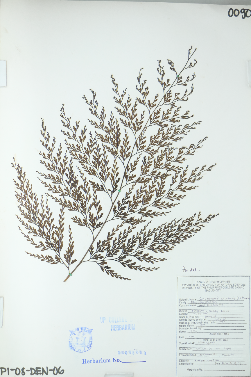 Image of Lindsaeaceae Odontosoria chinensis