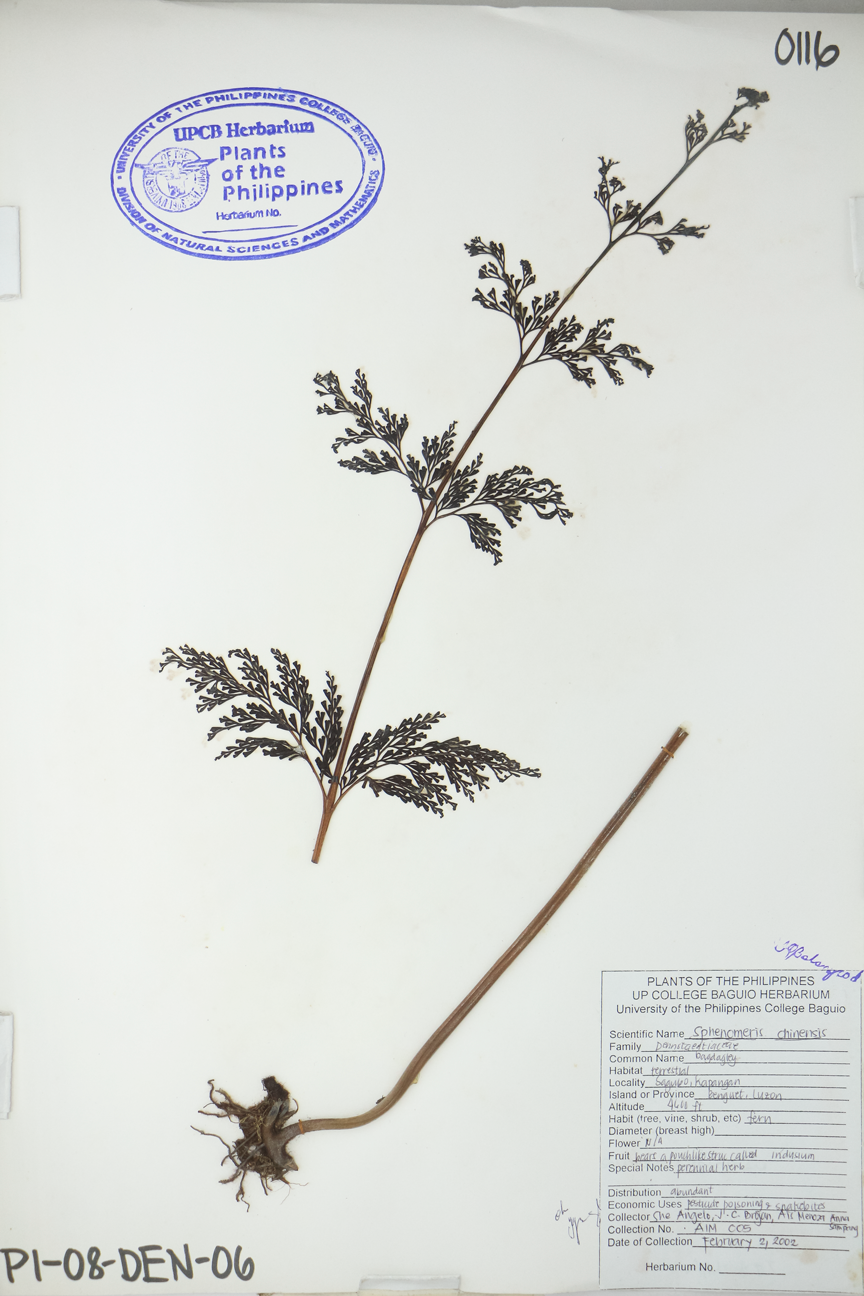 Image of Lindsaeaceae Odontosoria chinensis