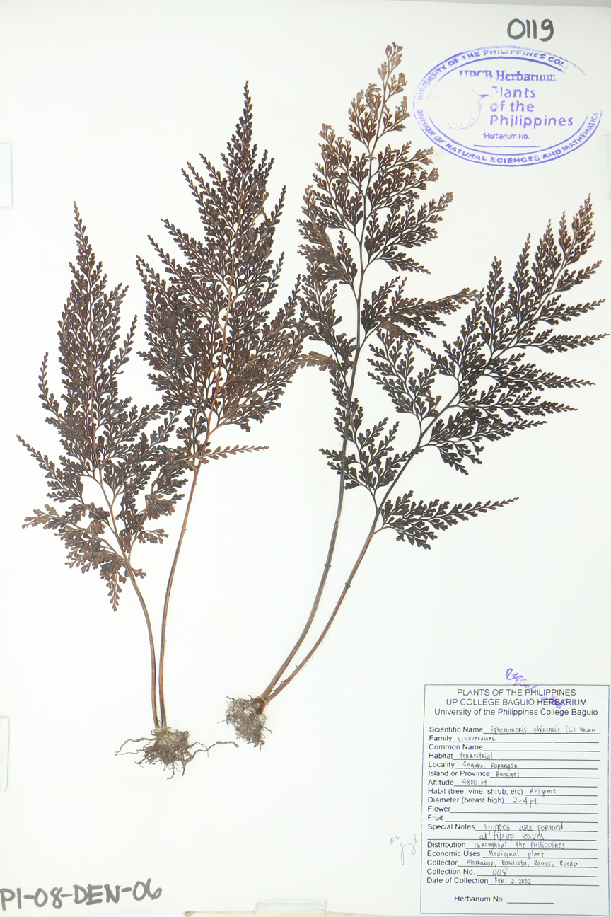 Image of Lindsaeaceae Odontosoria chinensis