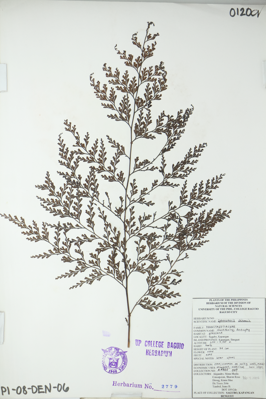 Image of Lindsaeaceae Odontosoria chinensis