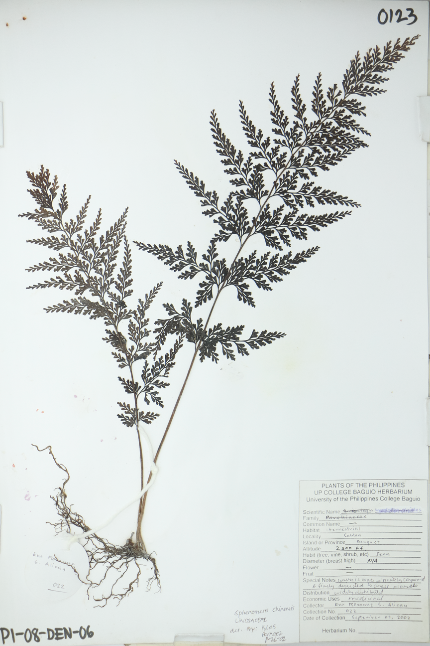 Image of Lindsaeaceae Odontosoria chinensis