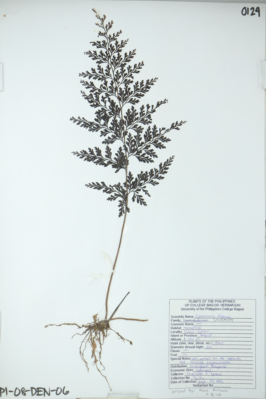 Image of Lindsaeaceae Odontosoria chinensis