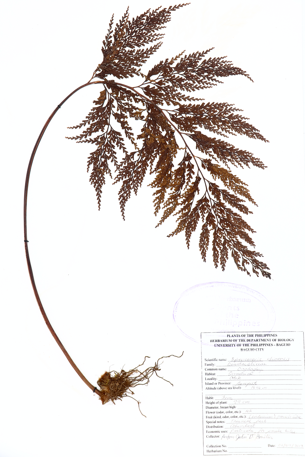 Image of Lindsaeaceae Odontosoria chinensis