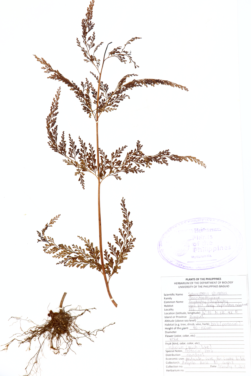 Image of Lindsaeaceae Odontosoria chinensis