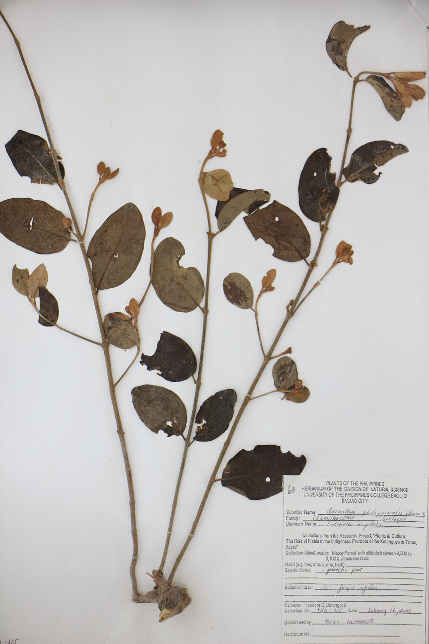 Image of Loranthaceae Scurrula atropurpurea