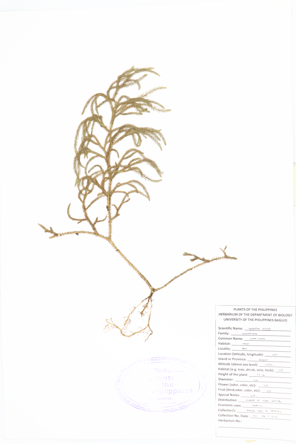 Image of Lycopodiaceae Lycopodiella cernua