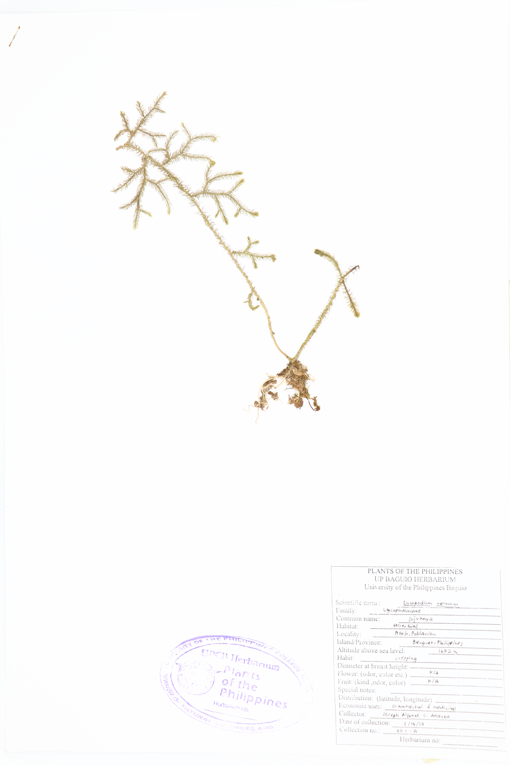 Image of Lycopodiaceae Lycopodiella cernua