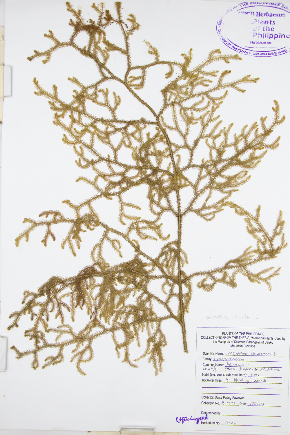 Image of Lycopodiaceae Lycopodium clavatum