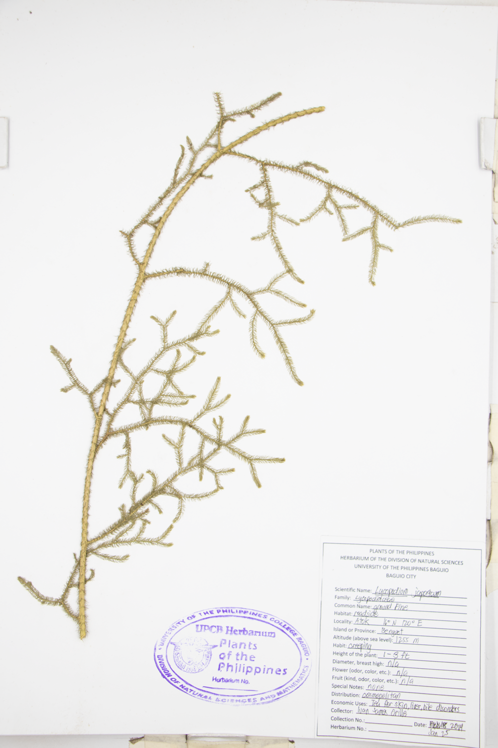 Image of Lycopodiaceae Lycopodium japonicum