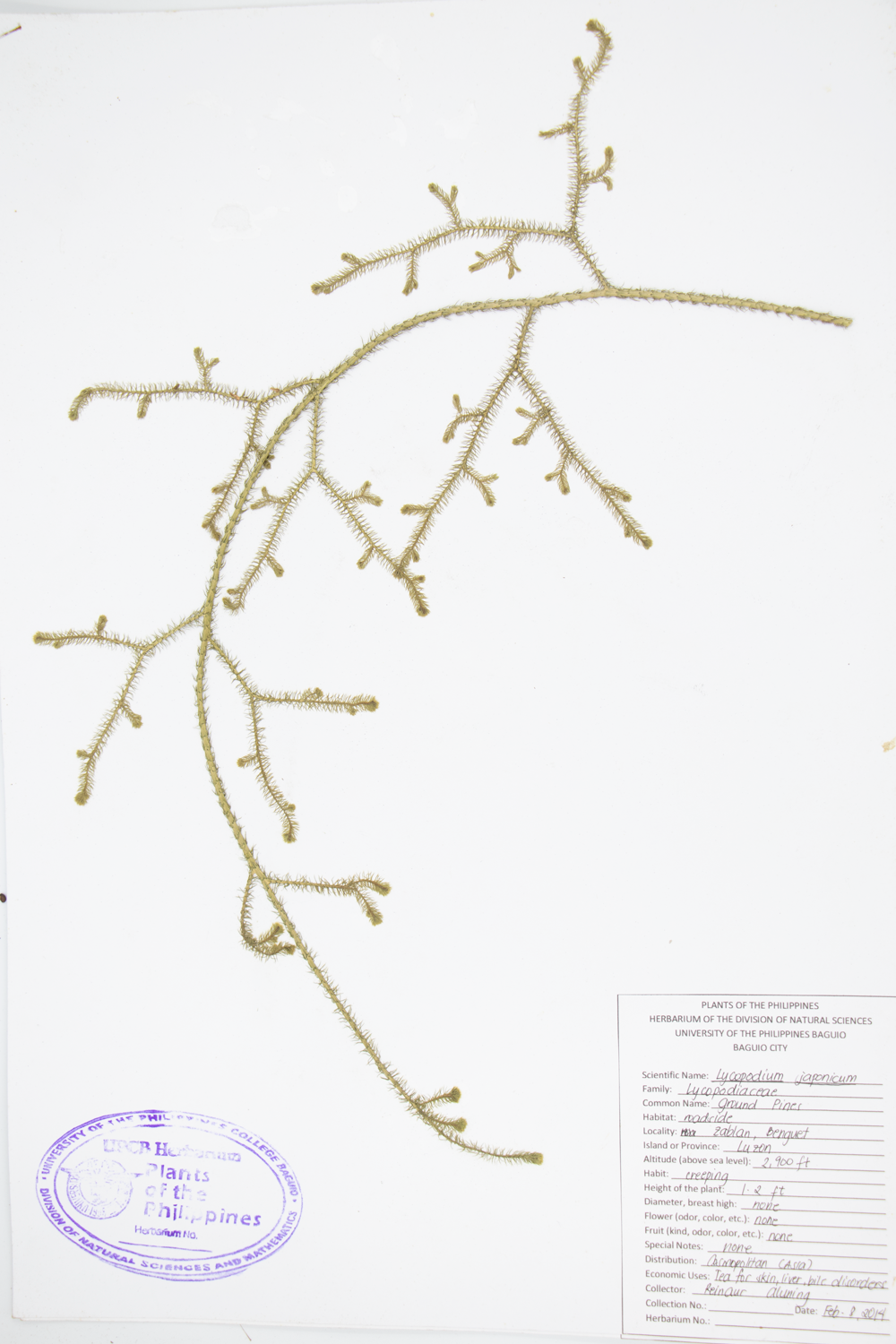 Image of Lycopodiaceae Lycopodium japonicum