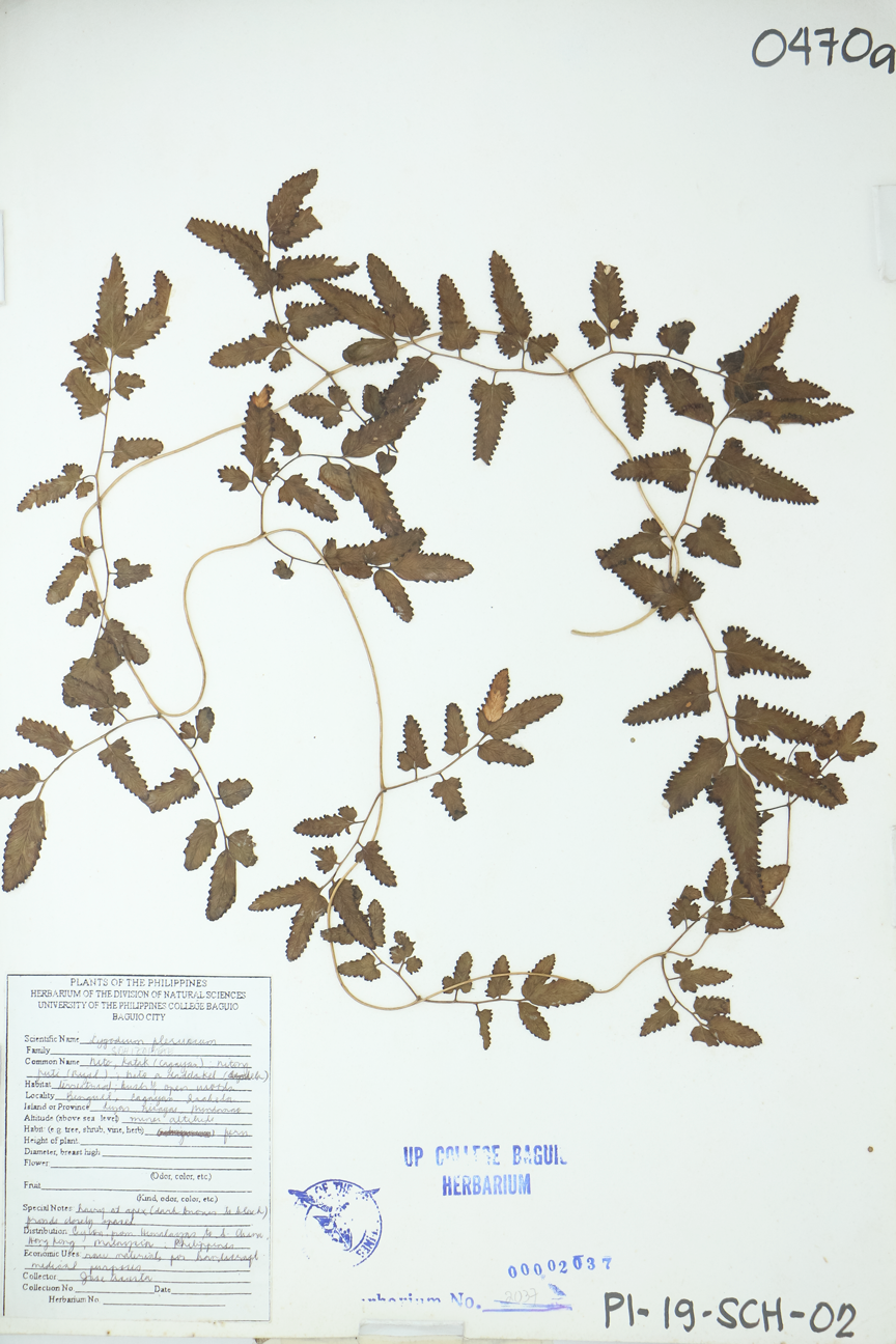 Image of Lygodiaceae Lygodium flexuosum