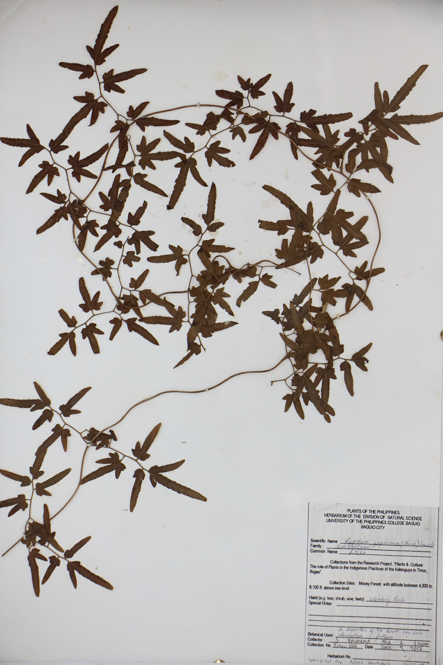 Image of Lygodiaceae Lygodium japonicum