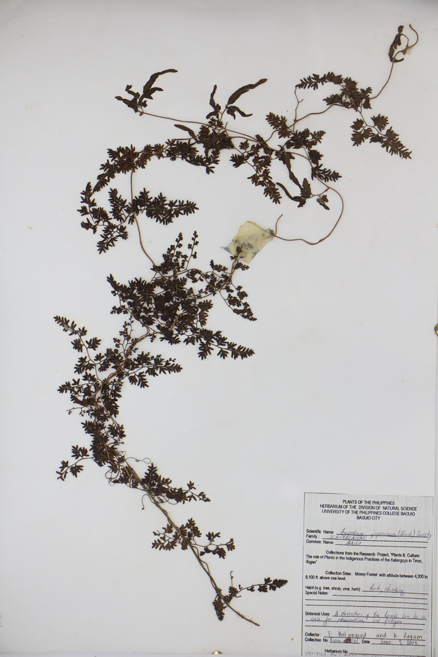 Image of Lygodiaceae Lygodium japonicum