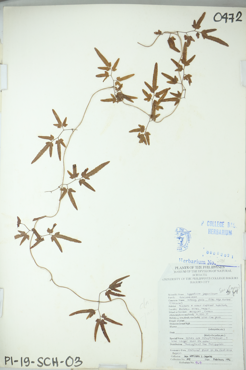 Image of Lygodiaceae Lygodium japonicum