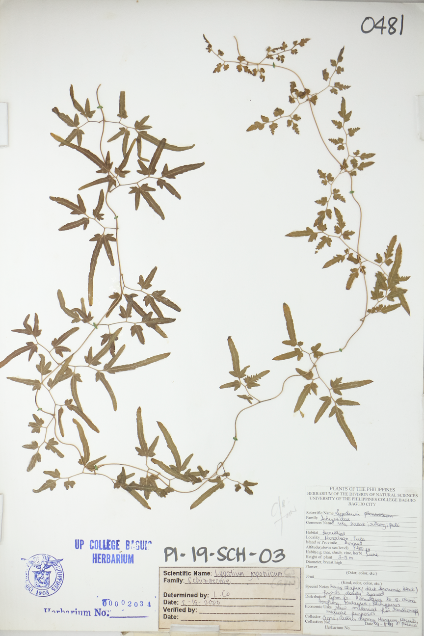 Image of Lygodiaceae Lygodium japonicum