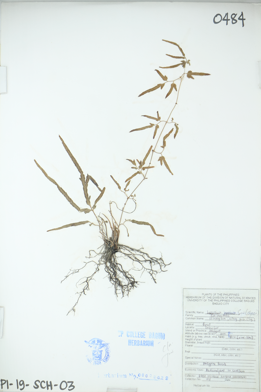 Image of Lygodiaceae Lygodium japonicum