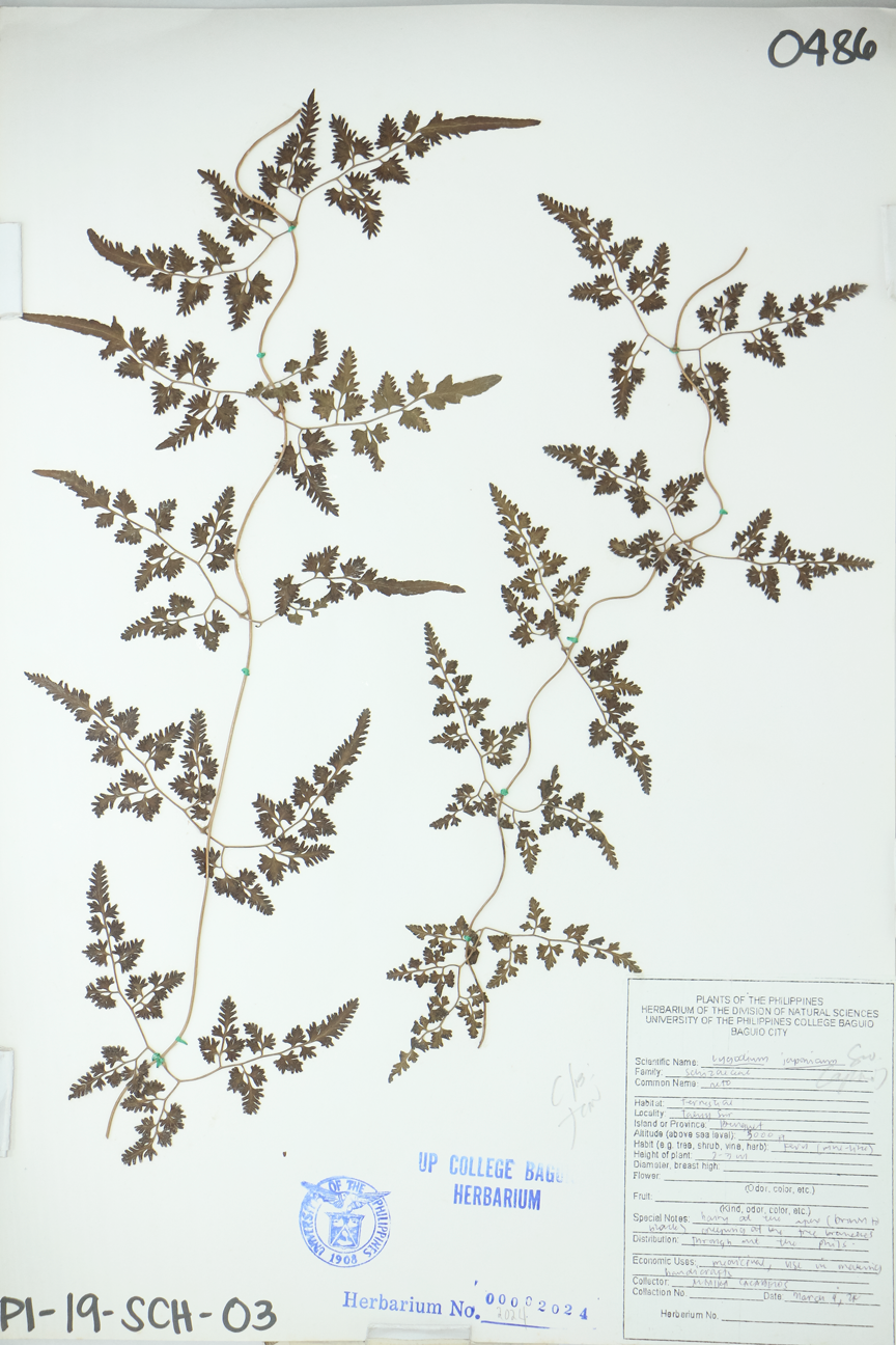 Image of Lygodiaceae Lygodium japonicum