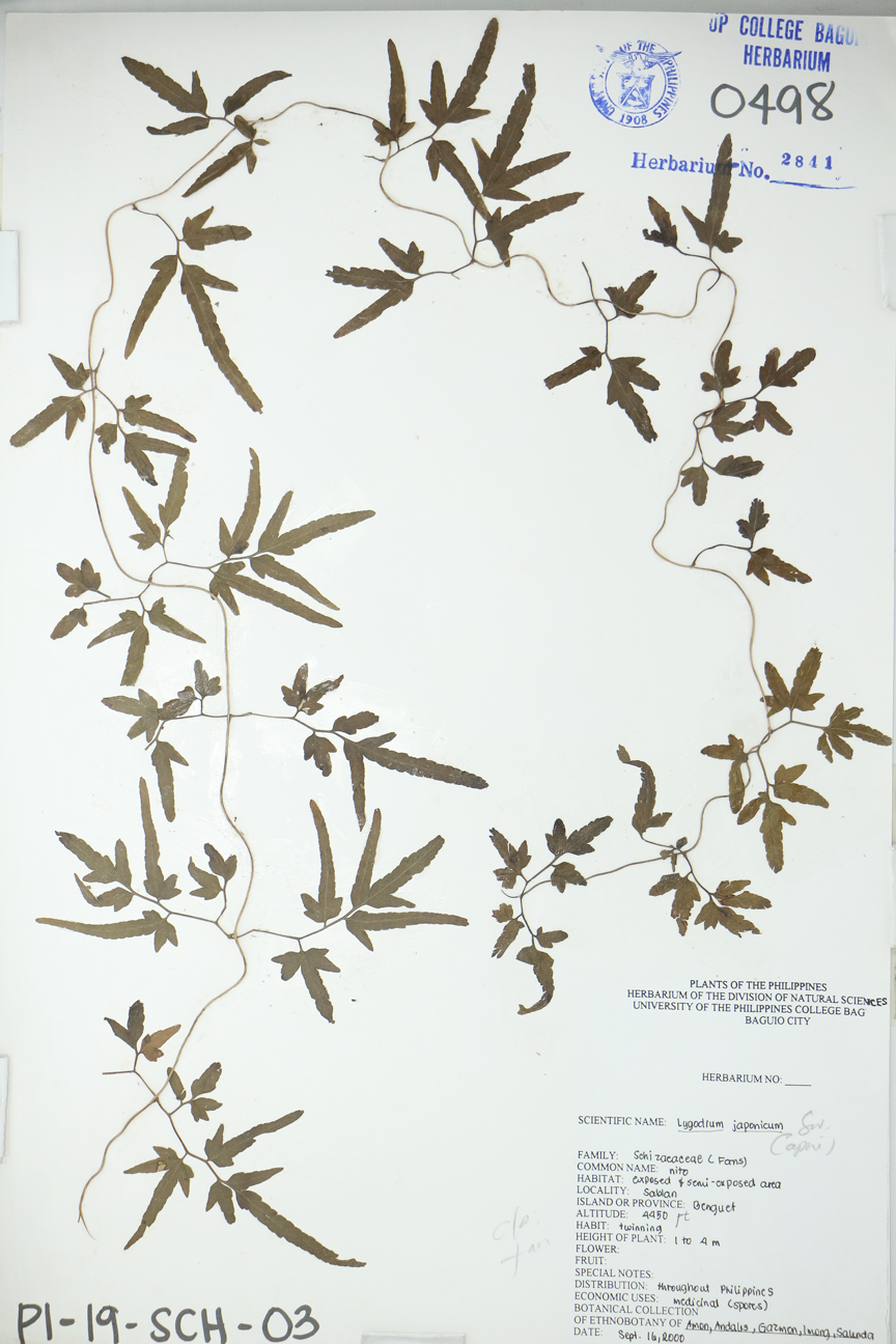 Image of Lygodiaceae Lygodium japonicum