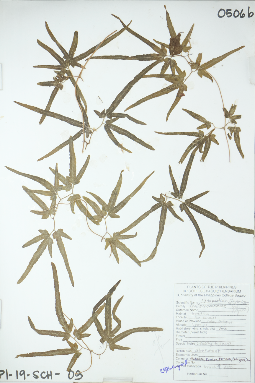 Image of Lygodiaceae Lygodium japonicum