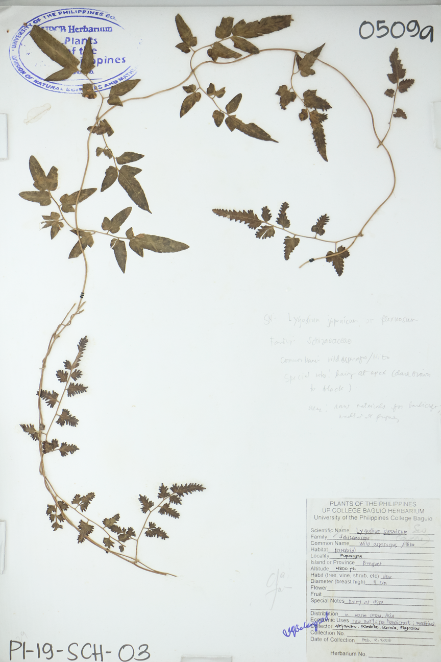 Image of Lygodiaceae Lygodium japonicum