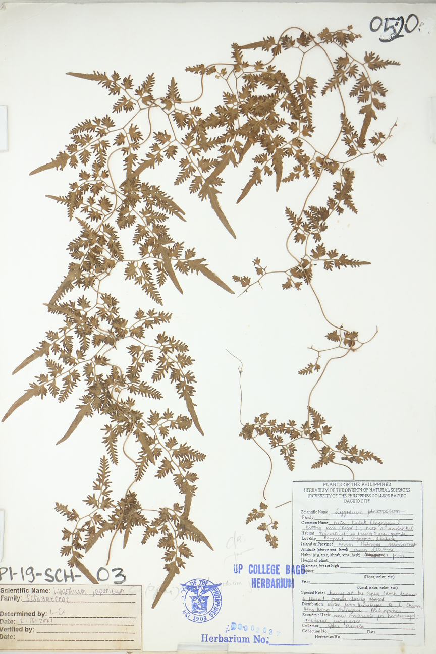 Image of Lygodiaceae Lygodium japonicum