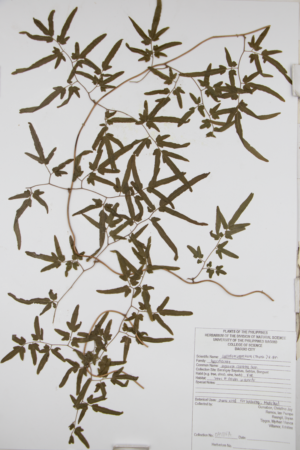 Image of Lygodiaceae Lygodium japonicum