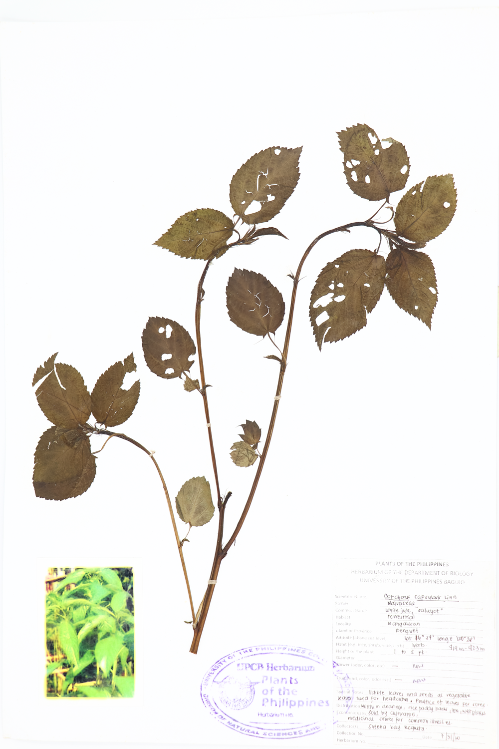 Image of Malvaceae Corchorus capsularis